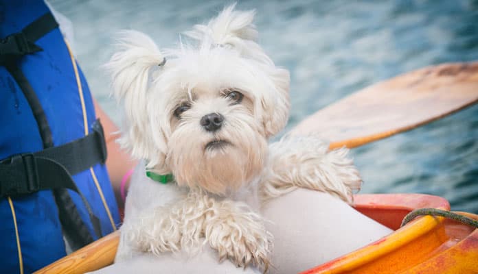 Kayaking-With-Your-Dog