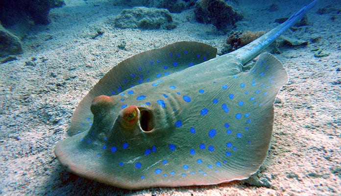Blue-Spotted-Ray