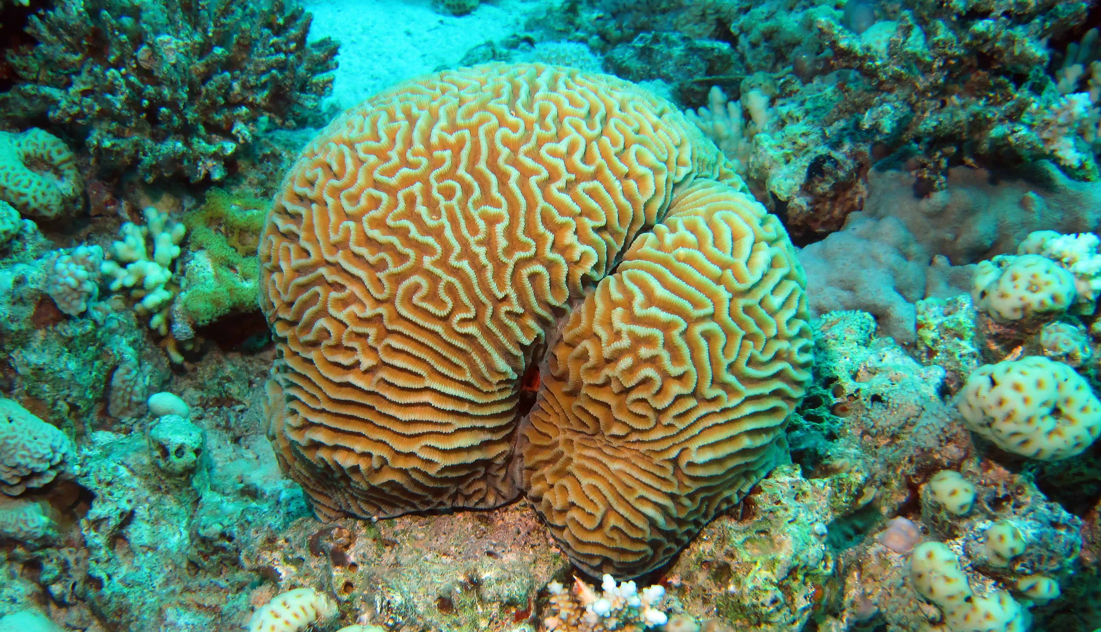 Brain-Coral