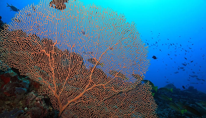 Gorgonian-Sea-Fran-Coral
