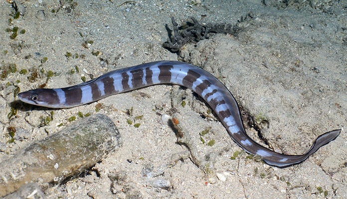 Longfin-African-Conger