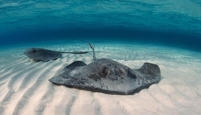 Southern-Stingray