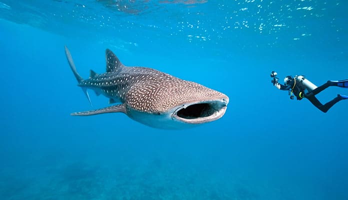 The-Basics-Of-Shark-Diving