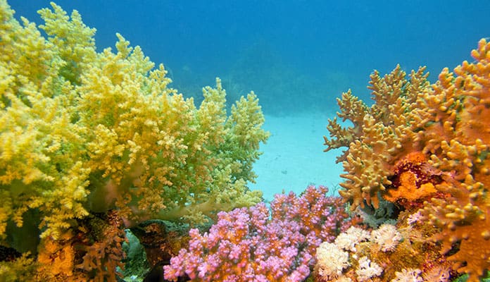 Types-Of-Soft-Coral