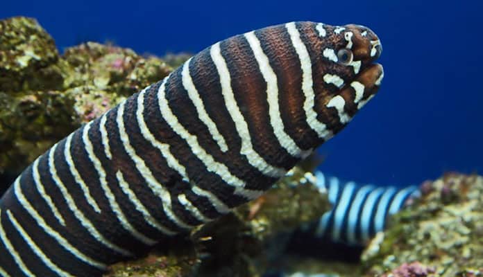 Zebra-Moray