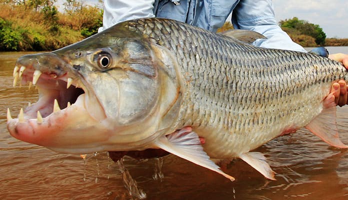 Tigerfish