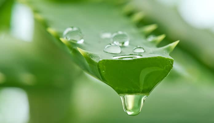 FAQs-Q_-Where-does-Aloe-Vera-Come-from_