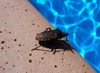 How_To_Get_Rid_Of_Water_Bugs_In_Your_Swimming_Pool