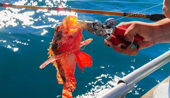 Best_Fishing_Pliers Best_Fishing_Pliers