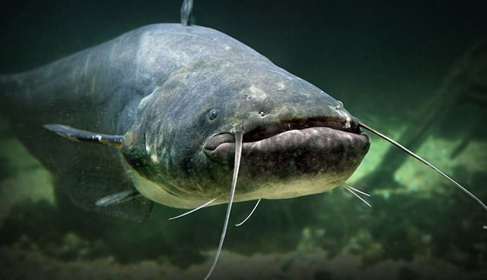 How_To_Choose_A_Catfish_Baits