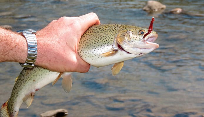 How_To_Choose_A_Trout_Lure