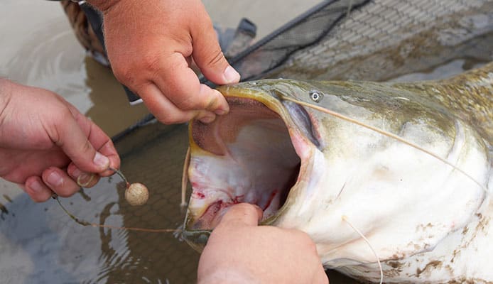 How_To_Choose_Hooks_For_Catfish