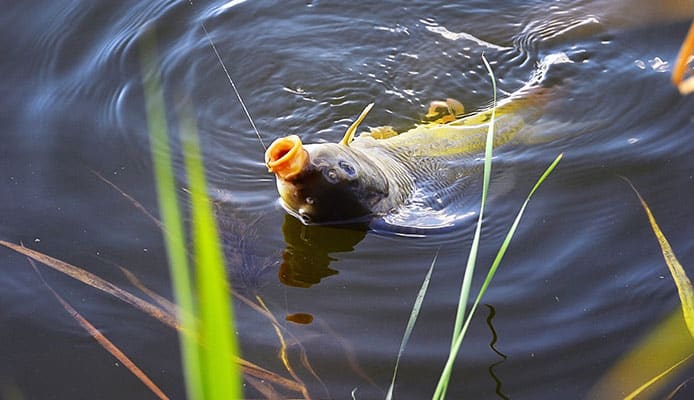 Carp_Fishing_Tips_How_to_Catch_Carp_Fish