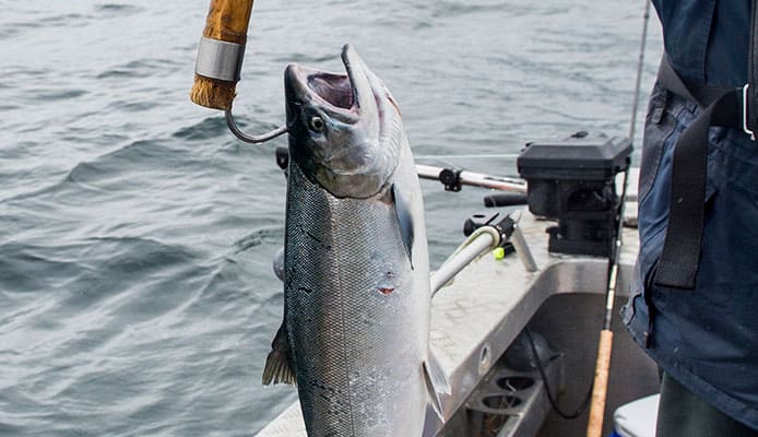 How_to_Catch_Salmon_The_Ultimate_Guide_&_Tips