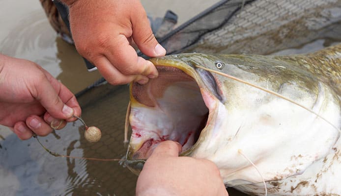 How_to_Catch_a_Catfish_The_Ultimate_Guide_For_Catfish_Fishing