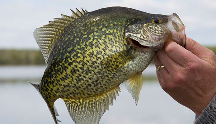 What_Is_A_Crappie_Lure