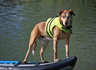 Do_Dogs_Need_Life_Jacket_Find_The_Answer_Here
