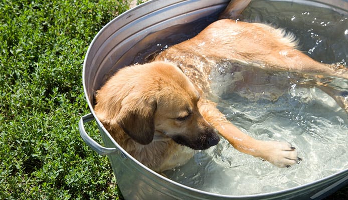 Why_Should_I_Buy_A_Dog_Pool_What_Are_The_Benefits