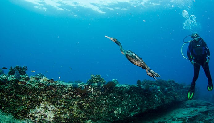 10_Best_Dive_Sites_In_Belize