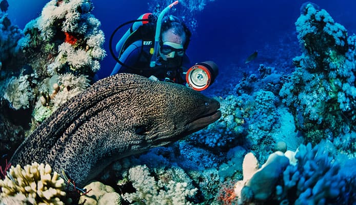 Diving_With_Moray_Eels