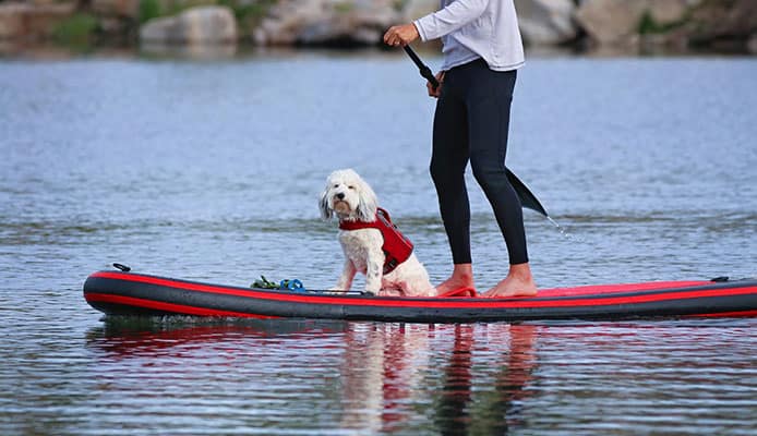 How_to_Teach_Your_Dog_To_Paddle_Board