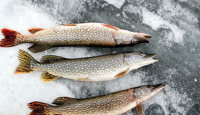 How_to_Catch_Northern_Pike