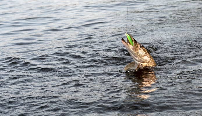 Spring_Is_Prime_Time_for_Big_Northern_Pike