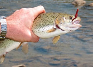 Which_Is_The_Best_Hook_Size_For_Trout_Fishing