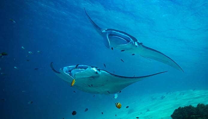 10_Best_Sites_For_Diving_With_Manta_Rays