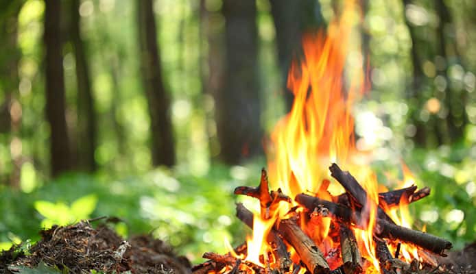 Campfire_Wood_Selection_Guide_How_To_Find_The_Best_Wood_For_Campfire