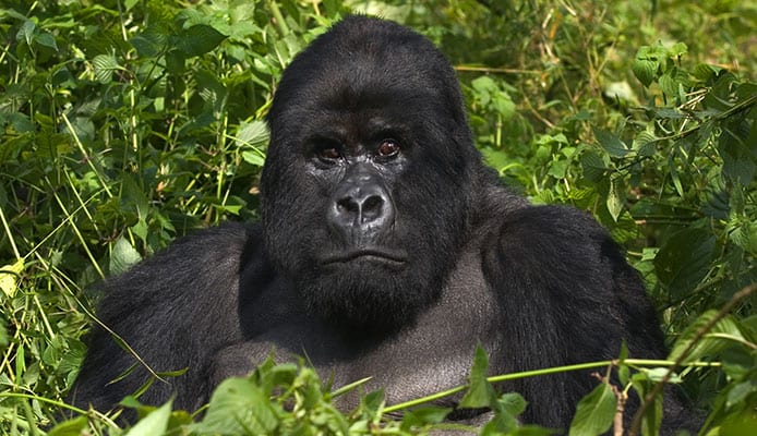 Gorilla_Trekking_in_Uganda_•_All_You_Need_to_Know