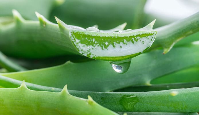 How_to_Use_Aloe_Vera_for_Gums